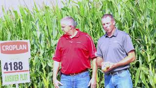 #FromTheField Croplan Hybrid 4188 and 4203 - Brent Wink & Jeff Osterhaus