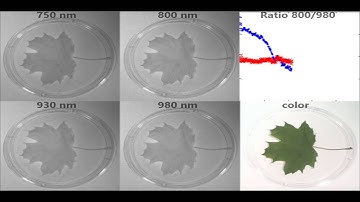 Leaf drying progression: snapshot multispectral camera