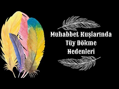 Video: Kaip padaryti, kad „Budgie“gyvena ilgiau