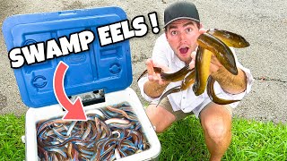 Asian Swamp Eels Found Invading Flooded Farm Field !! What Now ?!