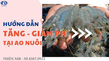 Xử lý tăng - giảm pH tại ao nuôi hiệu quả| Thiện Nhi Official