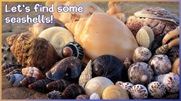 Finding Seashells in the Tide Pools | Rare Murex [Virtual Shelling]