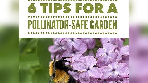 6 Quick Tips to Create Pollinator-Friendly and Pollinator-Safe Garden