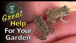 FROGS & TOADS: Helping So Much In Your Garden + Hear Their Soothing & Relaxing Springtime Sound