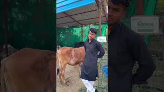 Gau mata se pyar hai to 🙏❤️