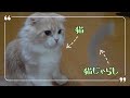 【新しいオモチャ】シンプルな猫じゃらし〜リボンつき〜