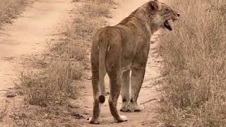 Sad to watch as the new male lions take over the territory and kill all the cubs!