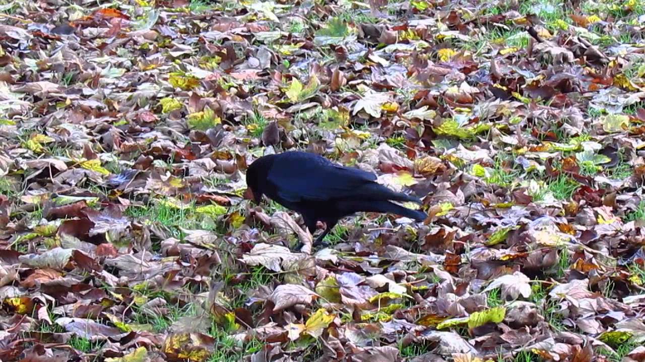 Crow leaf turning