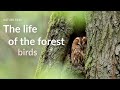 The life of the forest birds