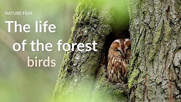 The life of the forest. Birds