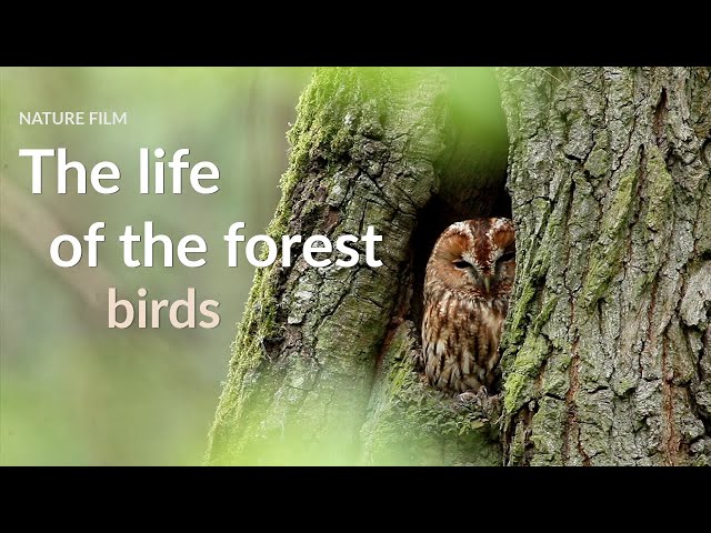 The life of the forest. Birds class=