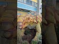 It's dinosaurs galore at The Island! 🦖🦕