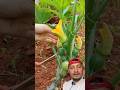 Is Using Scissors to Harvest Pumpkin Right or Wrong? #PumpkinHarvest #KrishiNepal #FarmingTips #sort