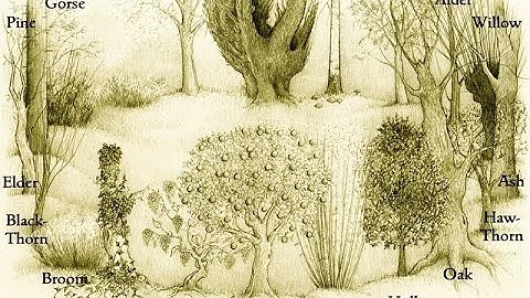 Introduction To Ogham - Sunday Session 2020