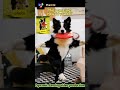 Discover How AI Transforms Pet Photos into Engaging Dance Videos