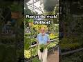 Plant of the week is #pothos these houseplants are a great addition to the home!