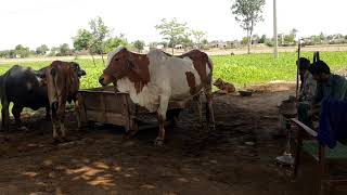 Beautiful Moments in Peaceful village life { KYA LIFE HY SAKOON WALI }