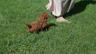 Cavapoo Puppy For Sale