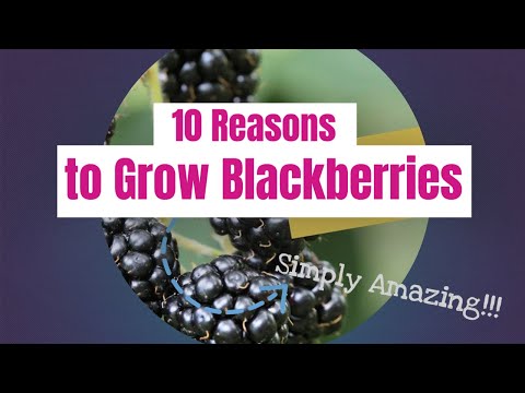 10 Compelling Reasons to Grow Blackberries in Your Home Garden