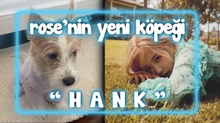 Rose’nin yeni köpeği “HANK” !? Rose linçleniyor !?