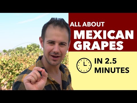 Video: Cos'è l'Arizona Grape Ivy: scopri la cura dell'Arizona Grape Ivy