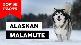 99% of Alaskan Malamute Owners Don't Know This