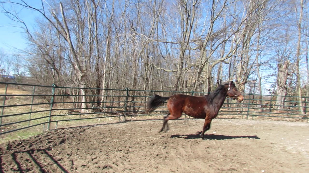 TRSW Something Special (Special)