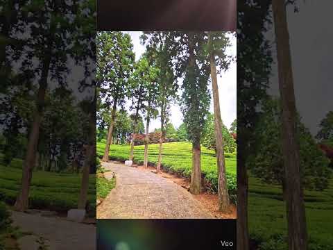 #보성녹차밭#전라도여행#BoseongGreenTea #TravelKorea#Rest&Relaxation #shotongalaxy & AI-animated version