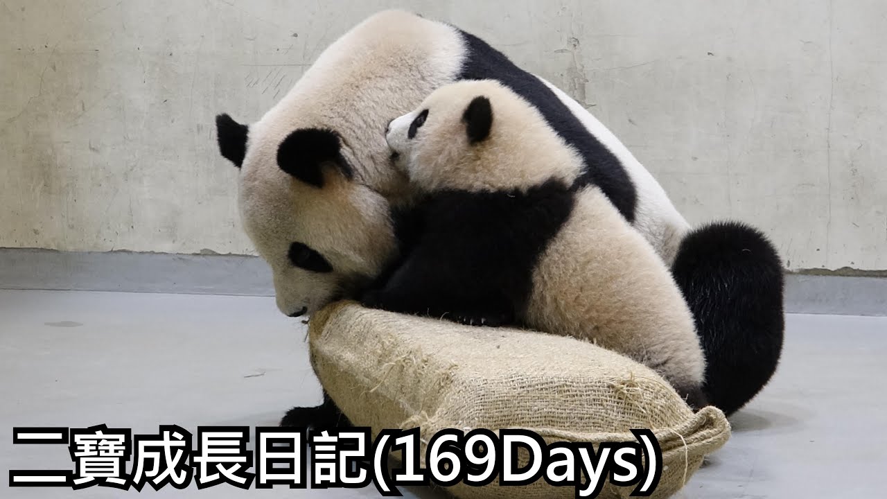 二寶成長日記(Days169)Giant Panda Second Cub's Journal