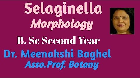 Selaginela External Structure