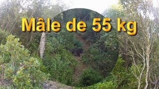 TIR D&#39;UN SANGLIER DE 55 KG