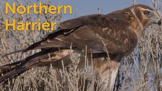 Northern Harrier: Marsh Hawk