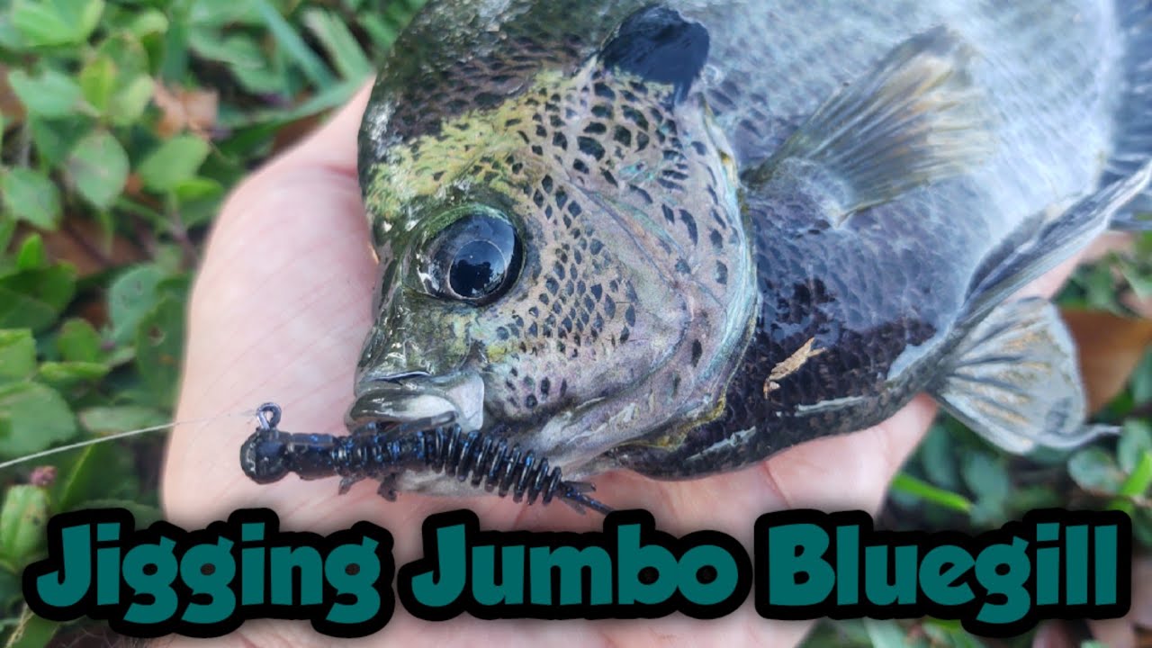 Jigging Jumbo Bluegill