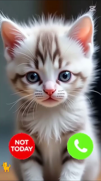 Iphone 15 Pro Max 😮 #ringtone #cat #gato #babygirl #youtubeshorts #catlovers #viralvideo #mi #shorts