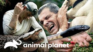 ¡Ataques de impacto! | Wild Frank | Animal Planet Latinoamérica