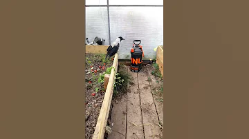 Приютили ворону со сломанным крылом