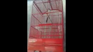 CENDET MAHARAJA (EMPERAN SF KEDIRI)