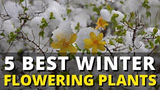 Download Lagu 5 Best Winter Flowering Plants ❄️🌺🌸 MP3 Download Lagu 5 Best Winter Flowering Plants ❄️🌺🌸 MP3