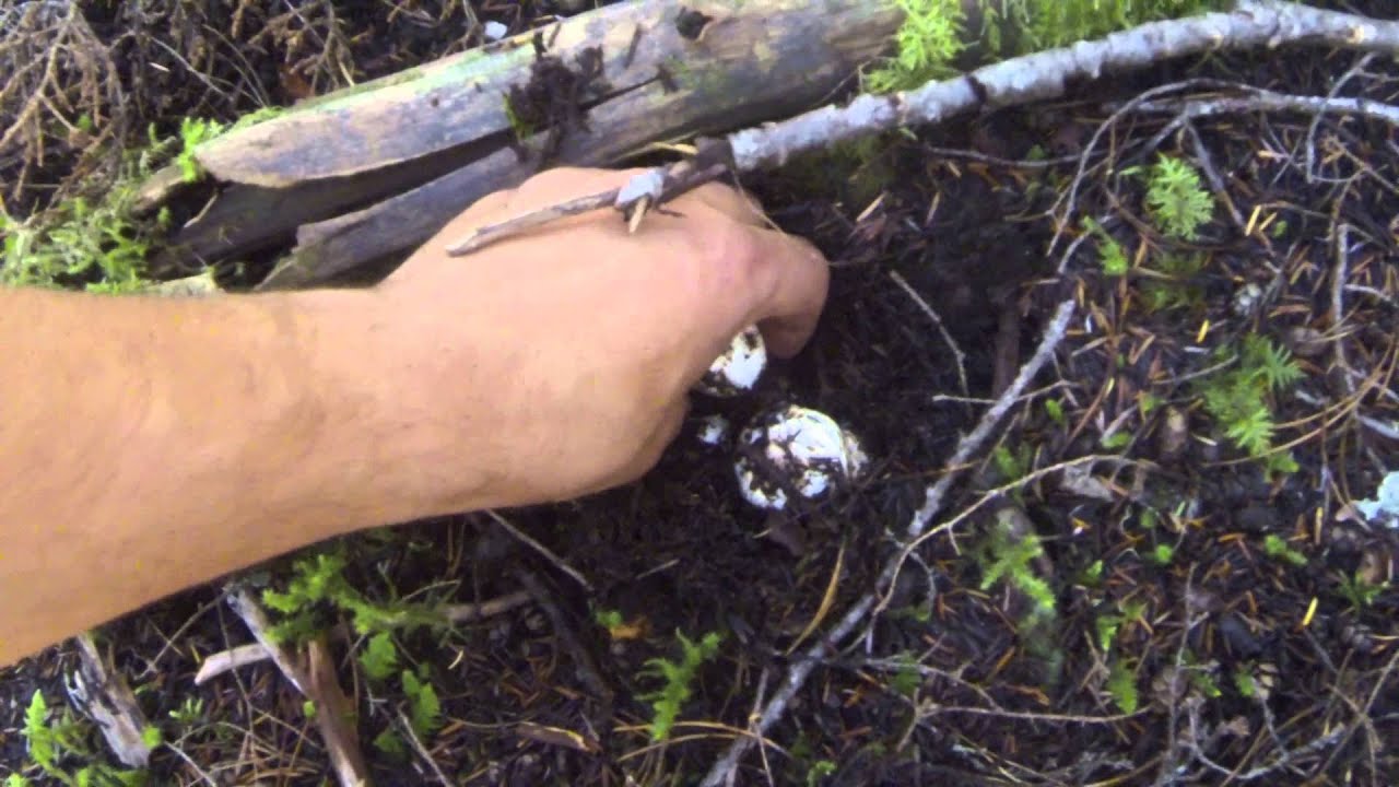 Picking Pine Mushrooms D YouTube