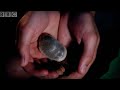 Adorable Golden Mole Is Sneaky | Animal Camera | BBC