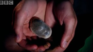 Adorable Golden Mole Is Sneaky | Animal Camera | BBC