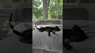 Buddy Blue CrisisDogsNC rescue needs a new home