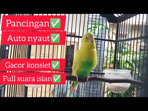 PANCINGAN PARKIT AGAR GACOR - PARKIT GACOR - MASTERAN PARKIT TEMBAK BESET CRECET  - BUDGIE PARAKEET