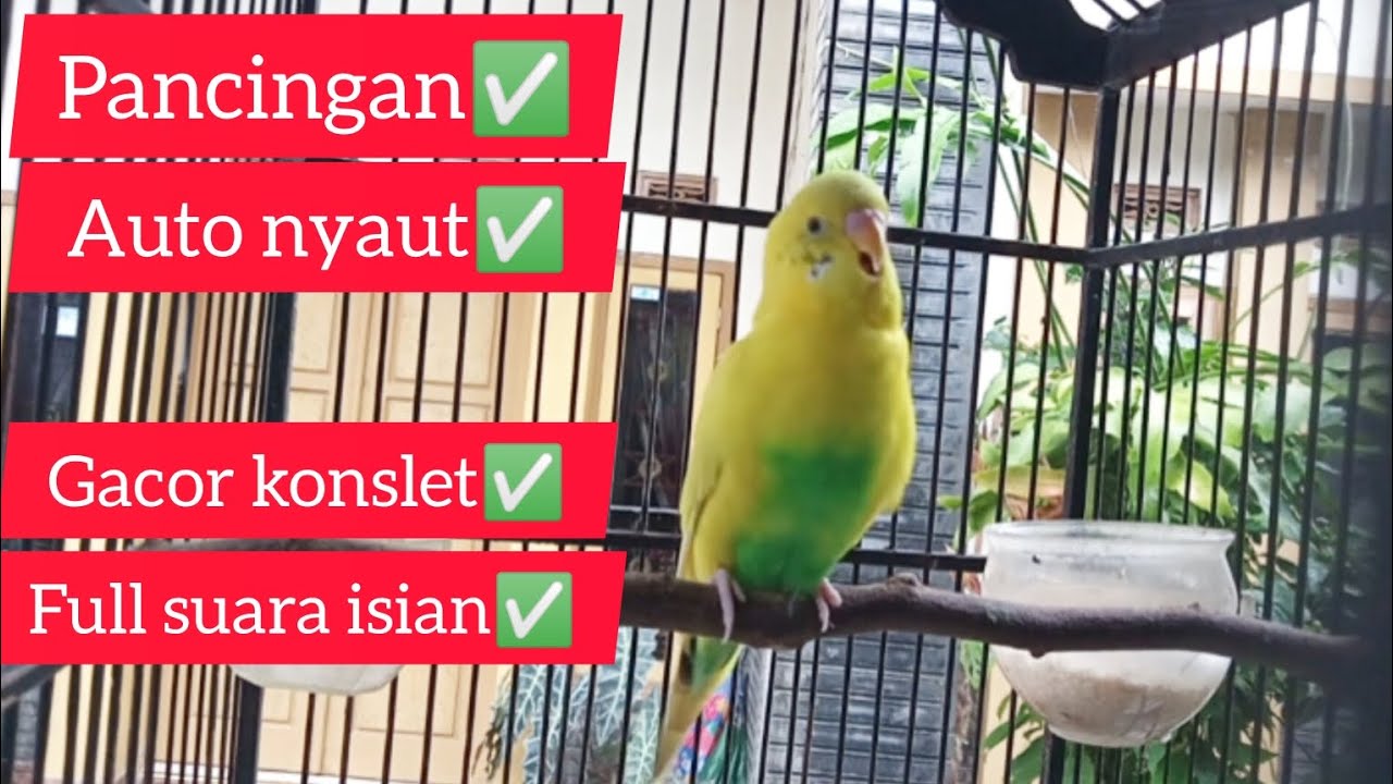 Pancingan burung parkit PALING AMPUH