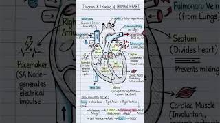 Master the Human Heart: Diagram, Labeling & Blood Flow Path 🫀 #HumanHeart #Biology#NCERT