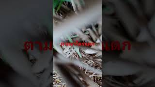 555ตกอยู่ไหนนะ  ดีภาพยังเห็นอยู่ครับ #djineo #วิวธรรมชาติ