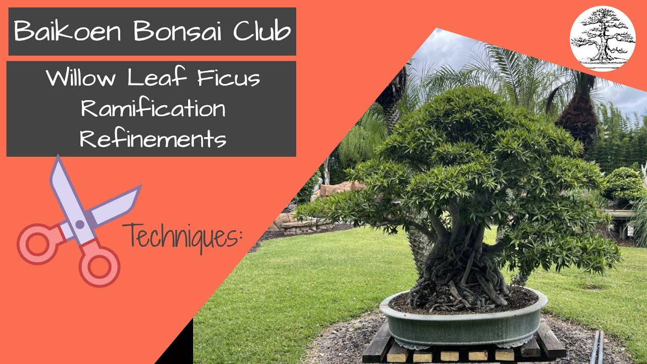 Willow Leaf Ficus Ramification Refinement Ben Agresta Bonsai