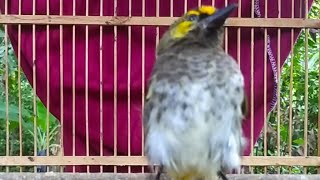 JOSS||tembakan ribut burung Rengganis