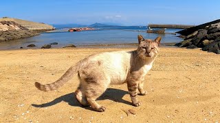 海辺の野良猫のパトロールに付いていってみた