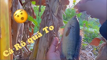 Buổi Đi Câu Cá Rô Đồng Về Làm Món Ăn Dân Dã_ Fishing trip for perch to make a rustic dish